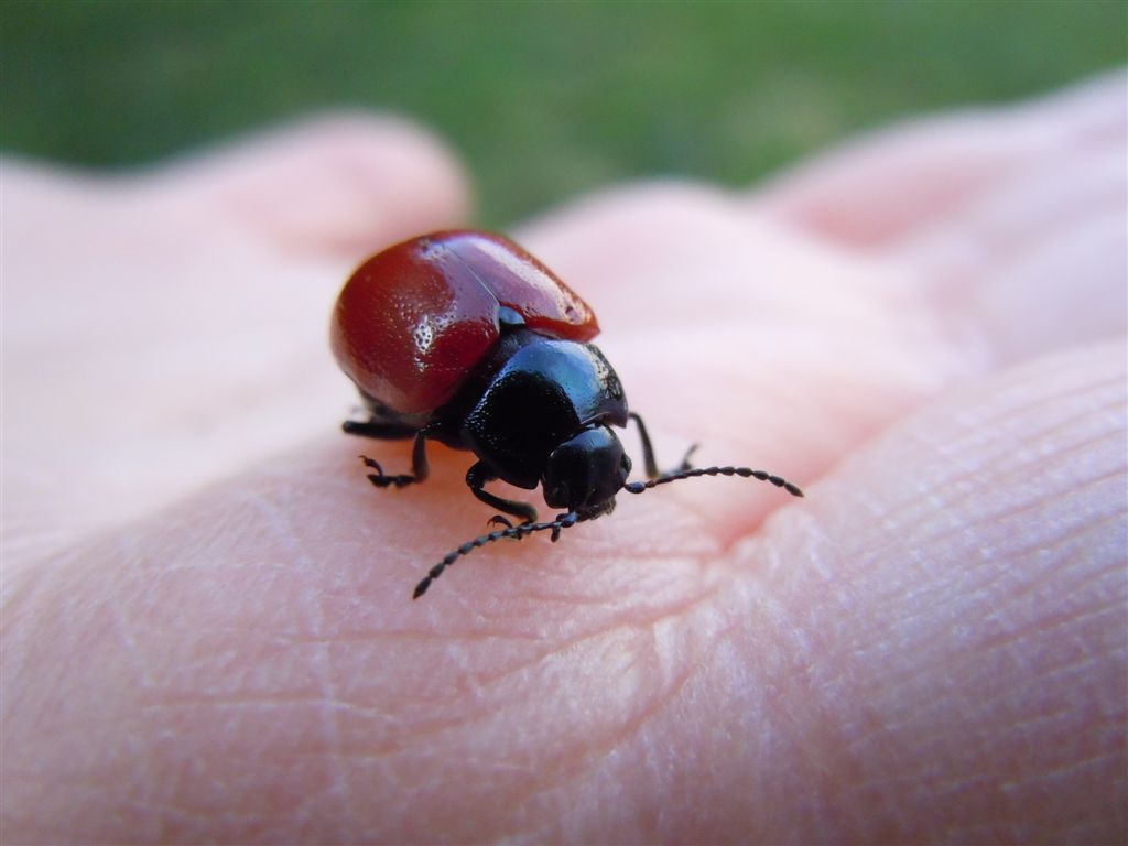 Chrysolina: soliti dubbi ( Chrysolina lutea)